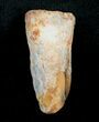 Bargain Spinosaurus Tooth - inches #4484-1